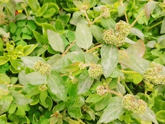 Euphorbia ophthalmica