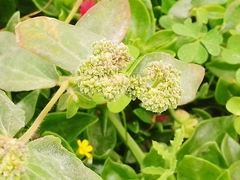 Euphorbia ophthalmica