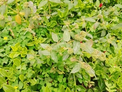 Euphorbia ophthalmica