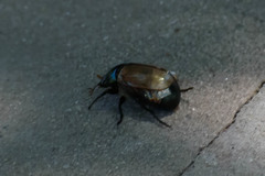 Anomala testaceipennis