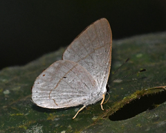 Euselasia eusepus