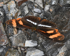 Podotricha telesiphe