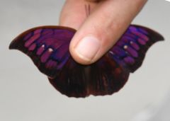 Fountainea tyrianthina