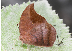 Fountainea tyrianthina