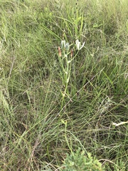Albuca setosa
