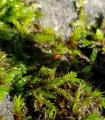 Rhynchostegium murale