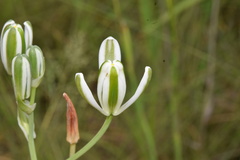 Albuca setosa