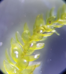 Rhynchostegium murale