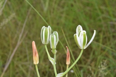 Albuca setosa