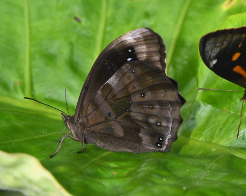 Pronophila variabilis