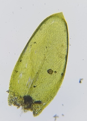 Rhynchostegium murale