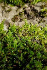 Rhynchostegium murale