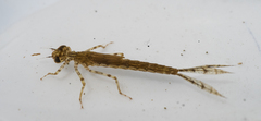 Ischnura cervula