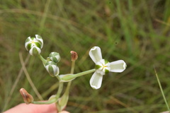 Albuca setosa