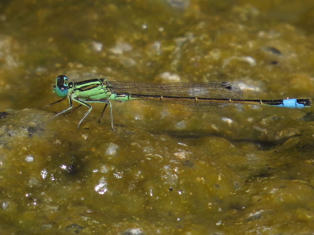 Sahara Bluetail