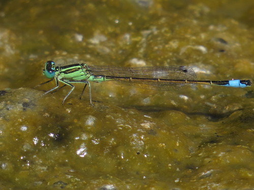 Sahara Bluetail