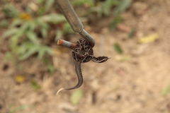 Bothrops jararacussu
