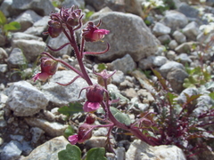 Scrophularia ruprechtii