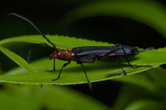 Stenorhopalus rubriceps