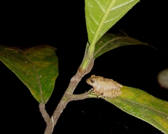 Reza Khan's Bush Frog photo 2