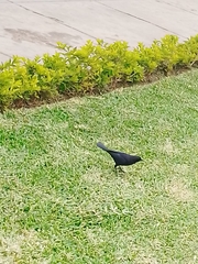 Molothrus bonariensis