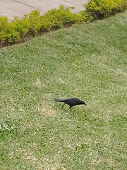 Molothrus bonariensis
