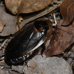 Blaberinae