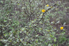 Chamaecrista greggii