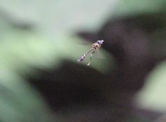 Allobaccha amphithoe