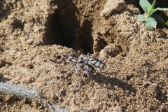 Chaetodera regalis