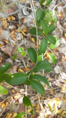 Schaefferia frutescens