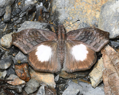 Theagenes albiplaga