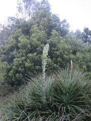 Puya chilensis