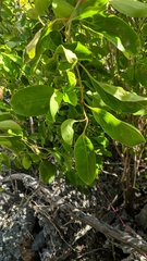 Citharexylum spinosum