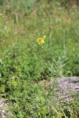 Verbascum blattaria