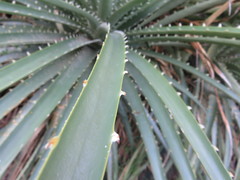 Puya chilensis
