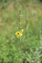 Verbascum blattaria