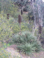 Puya chilensis