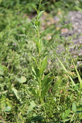 Verbascum blattaria
