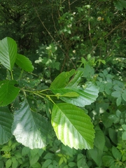 Alnus glutinosa barbata