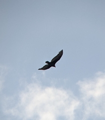 Cathartes aura