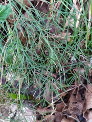Trinia glauca