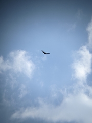 Cathartes aura