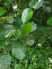 Alnus glutinosa barbata