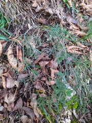 Trinia glauca