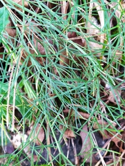 Trinia glauca