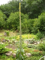 Verbascum gnaphalodes