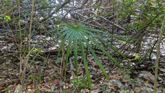 Coccothrinax proctorii