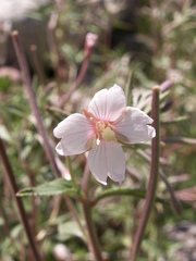 Epilobium cylindricum