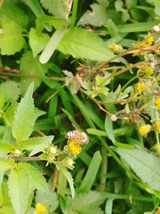 Apis mellifera